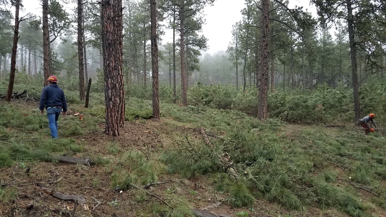 Mechanical forest thinning to reduce dense vegetation