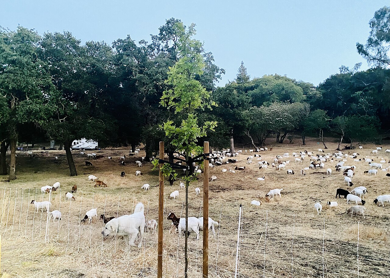 Goats grazing vegetation as a fire prevention measure